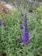 Przetacznik FIRST GLORY długolistny, kłosowy veronica longifolia