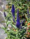 Przetacznik FIRST GLORY długolistny, kłosowy veronica longifolia