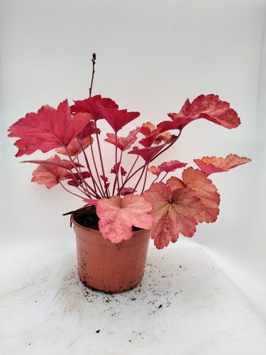 Żurawka AMBER LADY ogrodowa, amerykańska, sadzonki Heuchera