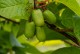Mini kiwi Aktinidia ISSAI sadzonka, krzew