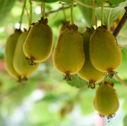 Mini kiwi Aktinidia ISSAI sadzonka, krzew