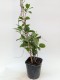 Mini kiwi Aktinidia ISSAI sadzonka, krzew