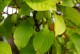Mini kiwi Aktinidia ISSAI sadzonka, krzew