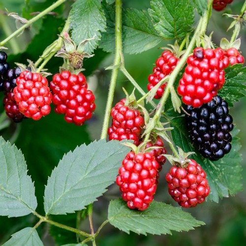 Jeżyna bezkolcowa sadzonki, krzew GLORIA / GLORNIWA - jak leśna