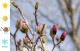 Jak dbać o Magnolię