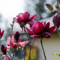 Magnolia GENIE purpurowa, bordowa - drzewo, krzew sadzonka