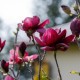 Magnolia GENIE