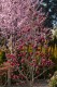 Kwiatostany Magnolii GENIE