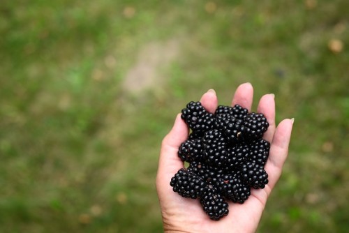 Jeżyna BLACK SATIN - duże owoce