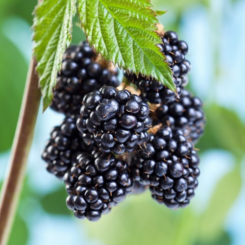 Jeżyna LOCH NESS bezkolcowa sadzonki, krzew, rubus fruticosus