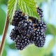 Jeżyna LOCH NESS bezkolcowa sadzonki, krzew, rubus fruticosus