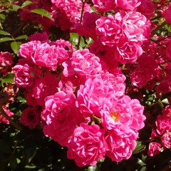 Róża okrywowa LOVELY FAIRY intensywnie różowa - długo kwitnąca