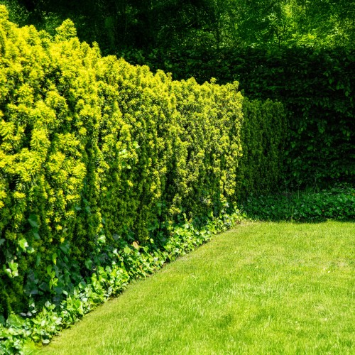 Cis kolumnowy pośredni HICKSII - sadzonka 2 l