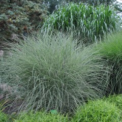 Miskant MORNING LIGHT - jaśniejszy Gracillimus