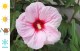 Hibiskus bagienny, bylinowy, błotny STARRY NIGHT - sadzonka