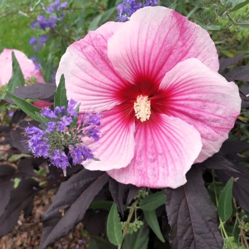 Hibiskus bagienny, bylinowy, błotny STARRY NIGHT - sadzonka