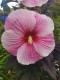 Hibiskus bagienny, bylinowy, błotny STARRY NIGHT - sadzonka