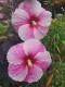 Hibiskus bagienny, bylinowy, błotny STARRY NIGHT - sadzonka