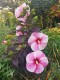 Hibiskus bagienny, bylinowy, błotny STARRY NIGHT - sadzonka