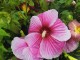 Hibiskus bagienny, bylinowy, błotny STARRY NIGHT - sadzonka