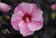 Hibiskus bagienny, bylinowy, błotny STARRY NIGHT - sadzonka