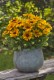 Rudbekia wieloletnia rudbeckia Sunbeckia CAROLINA