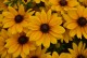 Rudbekia wieloletnia rudbeckia Sunbeckia CAROLINA