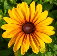 Rudbekia wieloletnia rudbeckia Sunbeckia CAROLINA