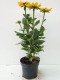 Rudbekia wieloletnia rudbeckia Sunbeckia CAROLINA