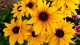 Rudbekia wieloletnia rudbeckia Sunbeckia CAROLINA