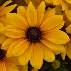 Rudbekia wieloletnia rudbeckia Sunbeckia CAROLINA