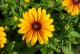 Rudbekia wieloletnia rudbeckia Sunbeckia CAROLINA