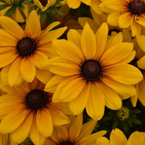 Rudbekia wieloletnia rudbeckia Sunbeckia CAROLINA