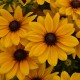 Rudbekia wieloletnia rudbeckia Sunbeckia CAROLINA