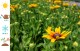 Rudbekia wieloletnia rudbeckia Sunbeckia CAROLINA