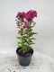 Floks wiechowaty EARLY CERISE - miniaturka