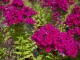 Floks wiechowaty EARLY CERISE - miniaturka