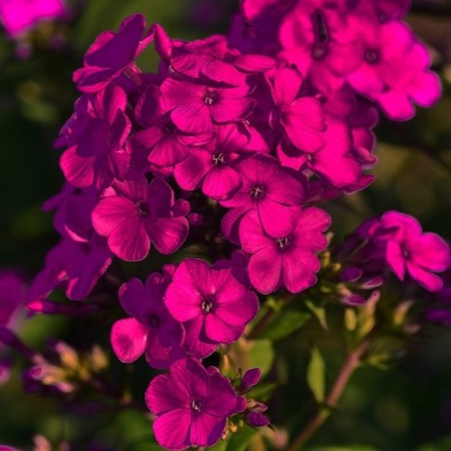Floks wiechowaty EARLY CERISE - miniaturka
