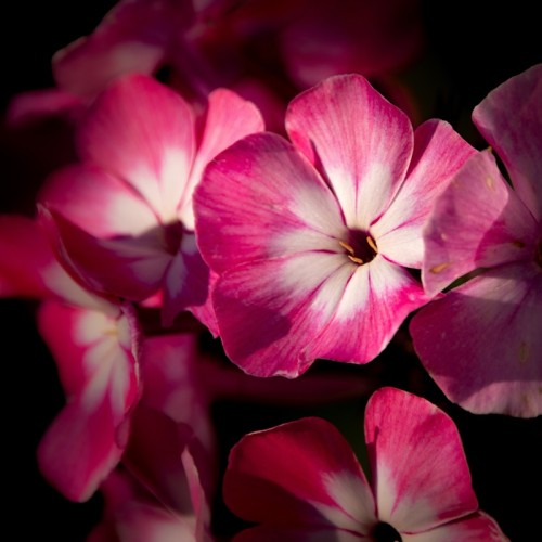Floks wiechowaty, płomyk letni, pachnący FLAME PINK EYE
