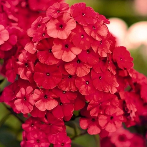 Floks wiechowaty FLAME RED - kompaktowy, pachnący