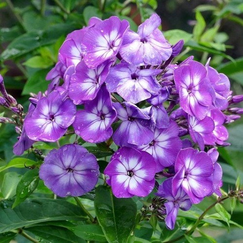 Floks wiechowaty FLAME PURPLE EYE - fioletowy z oczkiem