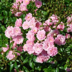 Róża okrywowa THE FAIRY różowa - długo kwitnąca