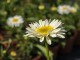 Złocień wielki  REAL GLORY, jastrun wieloletni leucanthemum