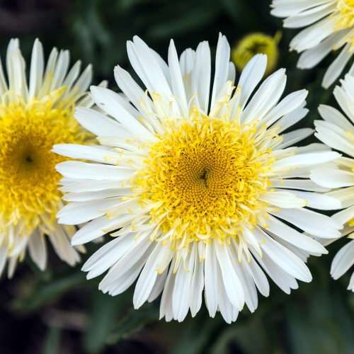 Złocień wielki REAL GLORY, jastrun wieloletni leucanthemum