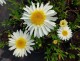 Złocień wielki  REAL GLORY, jastrun wieloletni leucanthemum