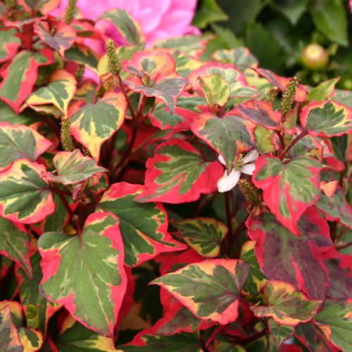 Pstrolistka sercowata CHAMELEON houttuynia cordata