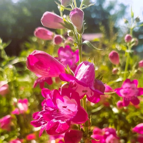 Penstemon MAGNETA - różowe kwiaty ogrodowe