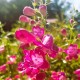 Penstemon MAGENTA - różowe kwiaty ogrodowe