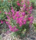 Penstemon MAGNETA - różowe kwiaty ogrodowe