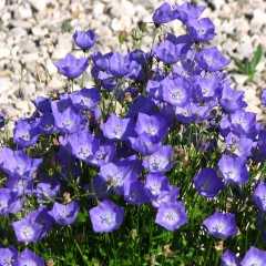 Dzwonek Karpacki AVIDA BLUE - niebieski